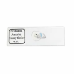Amoeba Binary Fission Slide